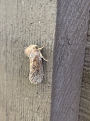 Acrolophus plumifrontella