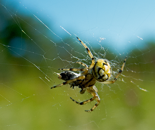 Bordered Orbweaver