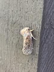 Acrolophus plumifrontella