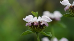 Phlomoides umbrosa