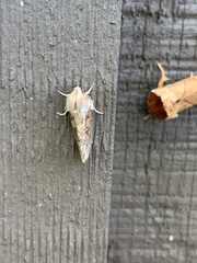 Acrolophus plumifrontella