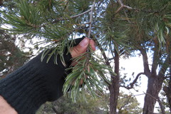 Pinus cembroides bicolor