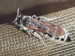 Colpa quinquecincta