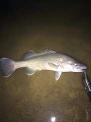 Maccullochella macquariensis