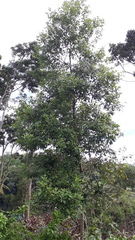 Cinnamomum camphora