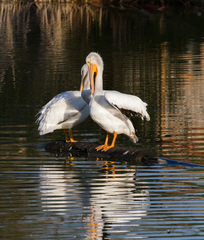 Pelecanus erythrorhynchos