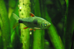Bucktoothed Tetra photo 2