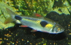 Bucktoothed Tetra photo 3