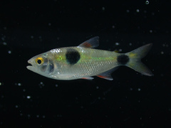 Bucktoothed Tetra photo 4