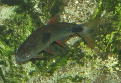Bucktoothed Tetra photo 5