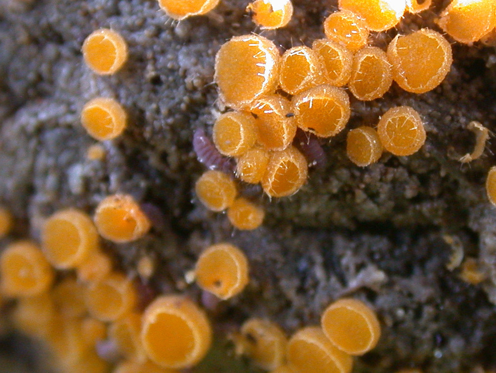 Cheilymenia raripila