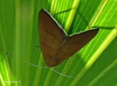 Argyrostrotis quadrifilaris