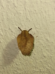 Travassosula subfumata