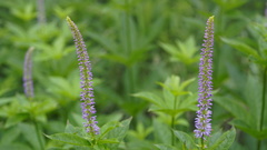Veronicastrum sibiricum