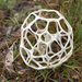 Smooth Cage Fungus - Photo (c) Michael Jefferies, some rights reserved (CC BY-NC)