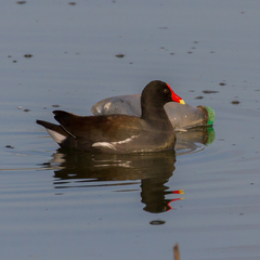 Gallinula galeata