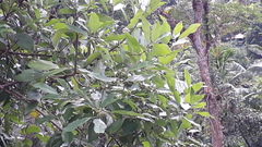 Cinnamomum camphora