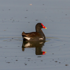 Gallinula galeata