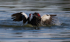 Cairina moschata domestica