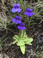 Pinguicula grandiflora