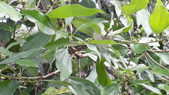 Cinnamomum camphora