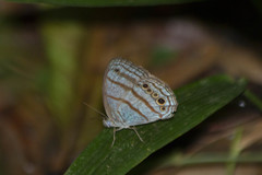 Caeruleuptychia twalela