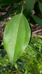 Cinnamomum camphora