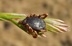Hyalomma