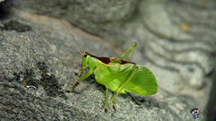 Hexacentrus unicolor