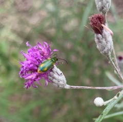 Diabrotica longicornis