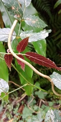 Rubus cardotii
