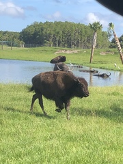 Bison