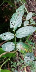 Rubus cardotii