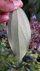 Cinnamomum camphora