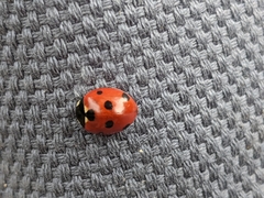 Coccinella septempunctata