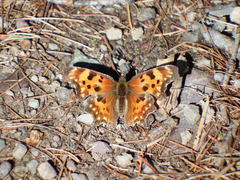 Polygonia oreas