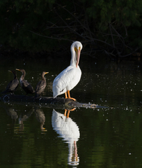 Pelecanus erythrorhynchos