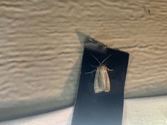 Mythimna oxygala