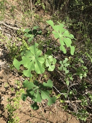 Manihot tomatophylla