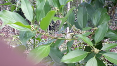 Cinnamomum camphora