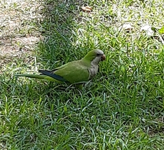 Myiopsitta monachus
