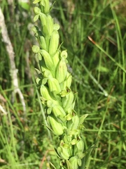 Platanthera aquilonis