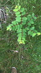 Apocynum androsaemifolium image