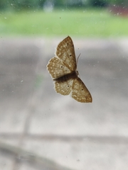 Scopula apparitaria