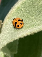 Hippodamia glacialis