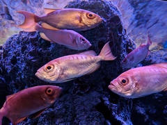 Priacanthus