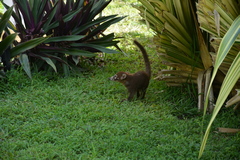 Nasua narica nelsoni