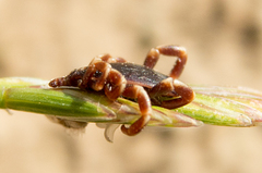 Hyalomma