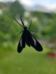 Uranophora terminalis