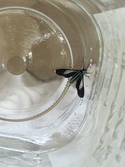 Uranophora terminalis